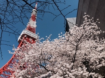 東京タワーとさくら.JPGのサムネイル画像
